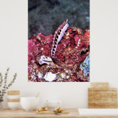 Perching Blenny Poster (Küche)