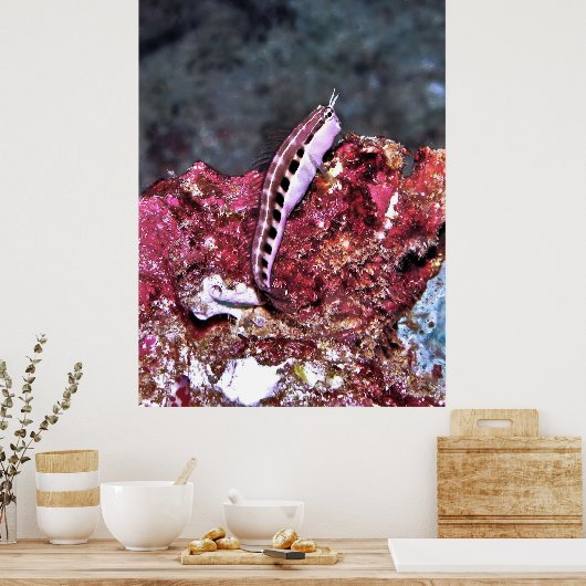 Perching Blenny Poster (Küche)