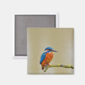Perching Kingfisher Magnet (Vorderseite/Rückseite)