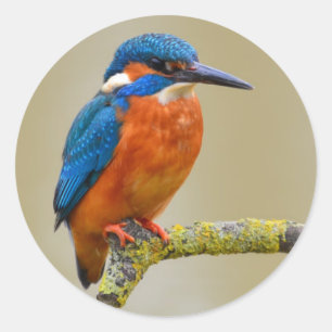 Perching Kingfisher Runder Aufkleber