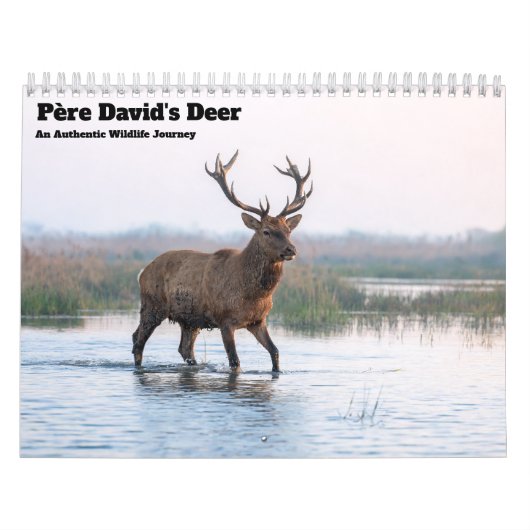 Père-David-Hirsch 2027 Wandkalender (Titelbild)