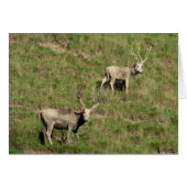 Père David's Reer (Vorderseite (Horizontal))