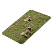 Père David's Reer Magnet (Linke Seite)