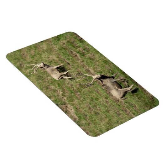 Père David's Reer Magnet (Rechte Seite)