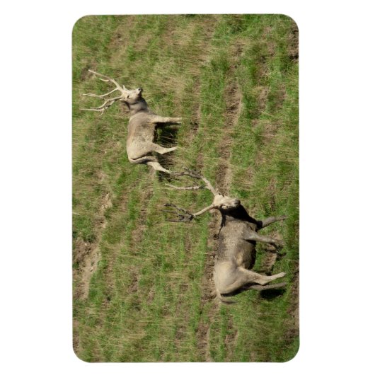 Père David's Reer Magnet (Vertikal)