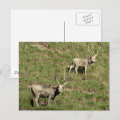 Père David's Reer Postkarte (Vorne/Hinten)