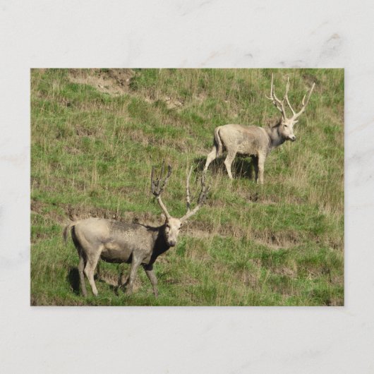 Père David's Reer Postkarte (Vorderseite)