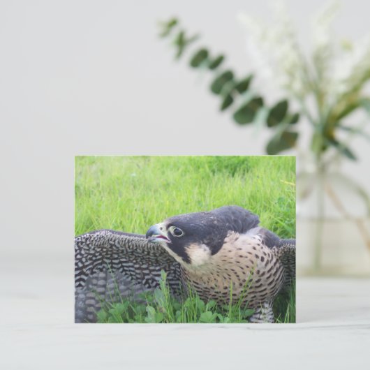 Peregine Falcon Postkarte (Stehend Vorderseite)