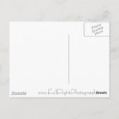 Peregine Falcon Postkarte (Rückseite)