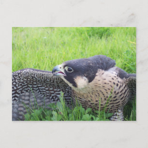 Peregine Falcon Postkarte