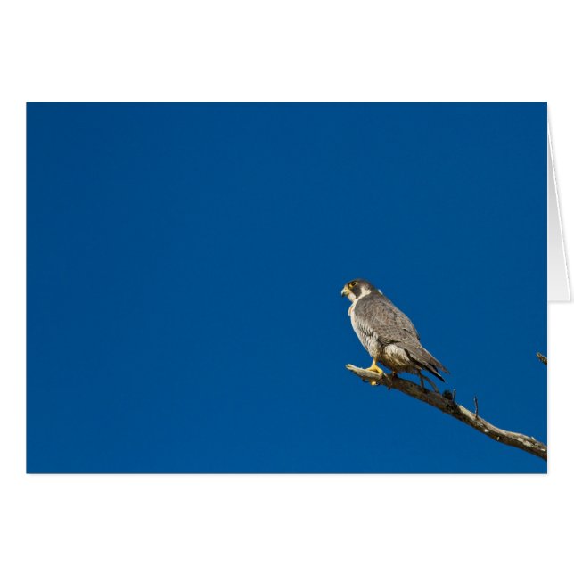 Peregrine Falcon (Vorderseite (Horizontal))