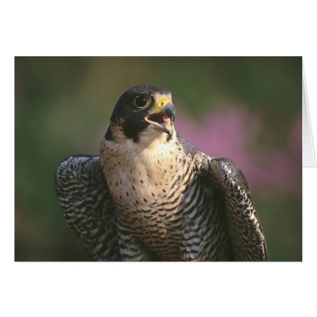 Peregrine Falcon (Vorderseite (Horizontal))