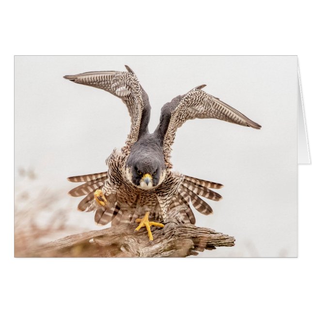 Peregrine Falcon (Vorderseite (Horizontal))