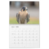 Peregrine Falcon 2026 Kalender (Mär 2026)