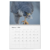 Peregrine Falcon 2026 Kalender (Feb 2026)