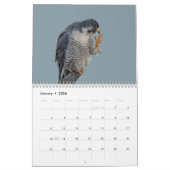 Peregrine Falcon 2026 Kalender (Jan 2026)