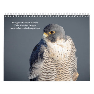 Peregrine Falcon 2026 Kalender