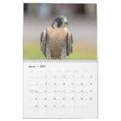 Peregrine Falcon 2026 Kalender (Mär 2027)