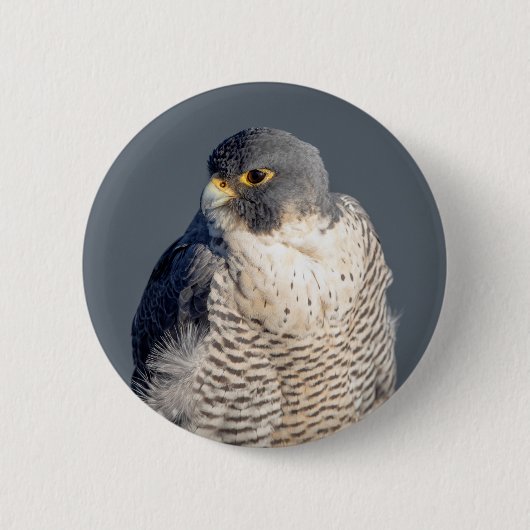 Peregrine Falcon along the Hudson River Button (Vorderseite)