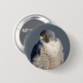 Peregrine Falcon along the Hudson River Button (Vorne & Hinten)