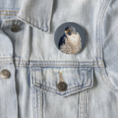 Peregrine Falcon along the Hudson River Button (Beispiel)