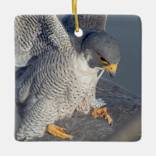 Peregrine Falcon along the Hudson River Keramikornament (Vorderseite)
