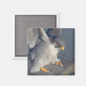 Peregrine Falcon along the Hudson River Magnet (Vorderseite/Rückseite)