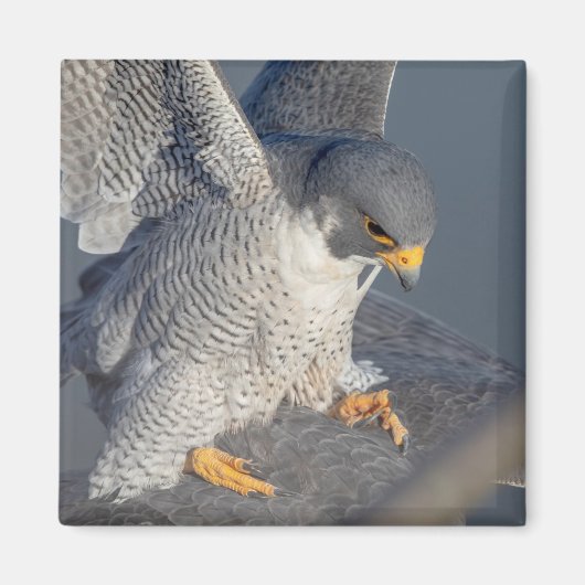 Peregrine Falcon along the Hudson River Magnet (Vorne)