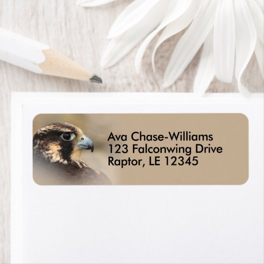 Peregrine Falcon Bird of Prey (Insitu)