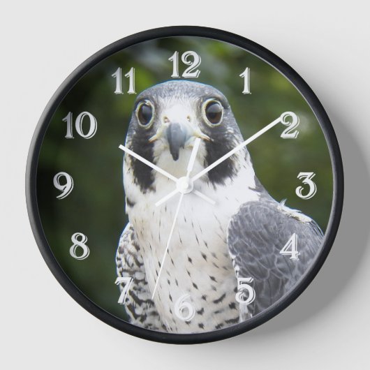 Peregrine Falcon Bird of Prey Foto Uhr (Vorderseite)