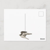 Peregrine Falcon Colored Pencil GLÜCKLICH BIRTHDAY Postkarte (Rückseite)