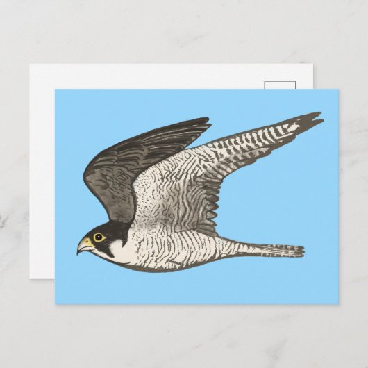 Peregrine Falcon Colored Pencil Illustration Postkarte (Vorne/Hinten)