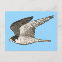 Peregrine Falcon Colored Pencil Illustration