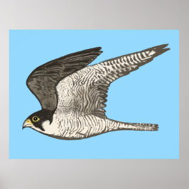 Peregrine Falcon Colored Pencil zeichnend auf blau Poster