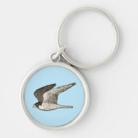 Peregrine Falcon coole Vogeldarstellung