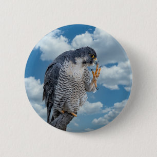 Peregrine Falcon entlang des Hudson River Button