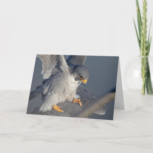 Peregrine Falcon entlang des Hudson River Karte (Vorderseite)