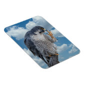 Peregrine Falcon entlang des Hudson River Magnet (Rechte Seite)