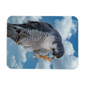 Peregrine Falcon entlang des Hudson River Magnet (Horizontal)