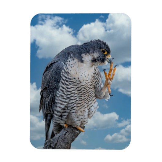 Peregrine Falcon entlang des Hudson River Magnet (Vertikal)