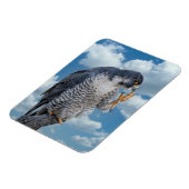 Peregrine Falcon entlang des Hudson River Magnet (Linke Seite)
