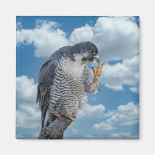 Peregrine Falcon entlang des Hudson River Magnet