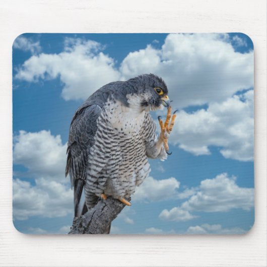 Peregrine Falcon entlang des Hudson River Mousepad (Vorne)