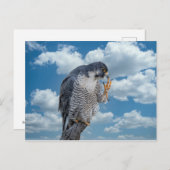Peregrine Falcon entlang des Hudson River Postkarte (Vorne/Hinten)