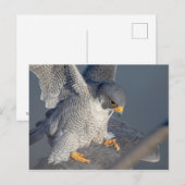 Peregrine Falcon entlang des Hudson River Postkarte (Vorne/Hinten)