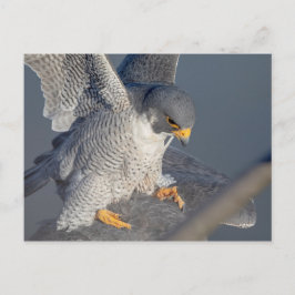 Peregrine Falcon entlang des Hudson River Postkarte