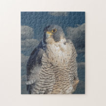 Peregrine Falcon entlang des Hudson River