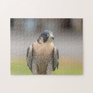 Peregrine Falcon entlang des Hudson River Puzzle