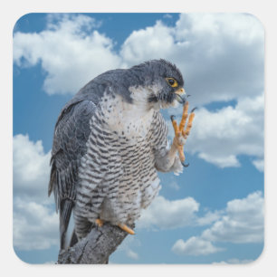Peregrine Falcon entlang des Hudson River Quadratischer Aufkleber