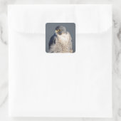 Peregrine Falcon entlang des Hudson River Quadratischer Aufkleber (Tasche)